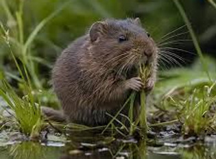 meadow vole.jpg