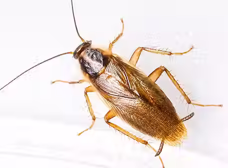 german_cockroach_680x450.avif