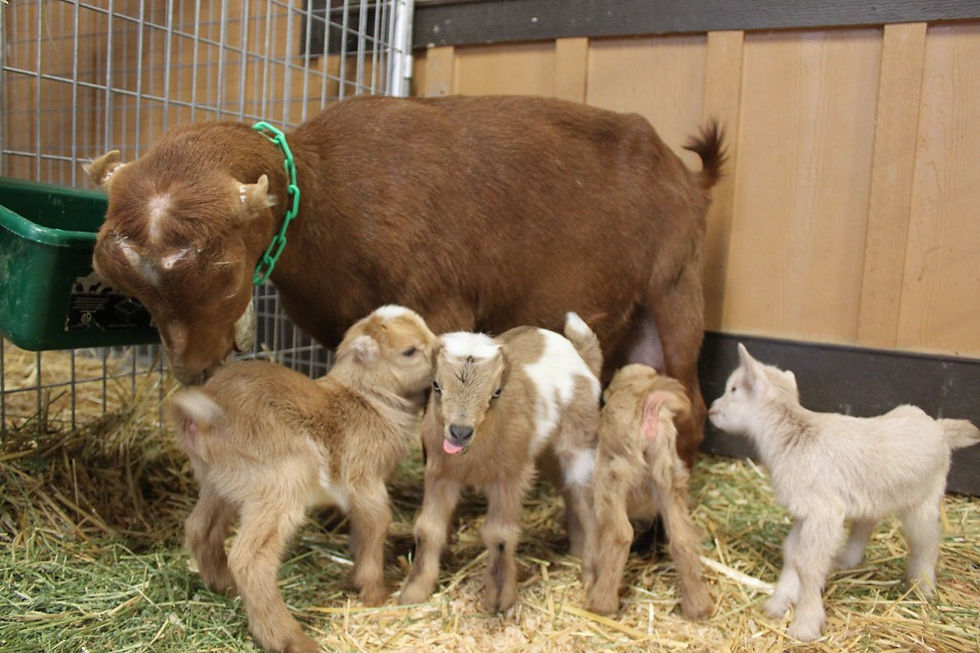 Goat Midwifery Class