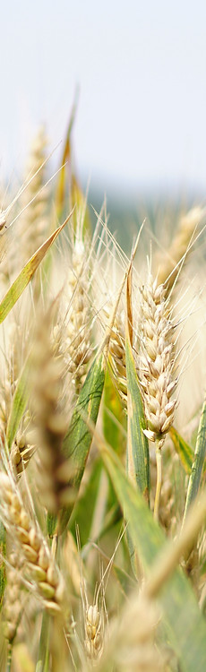 Wheat Field.jpg