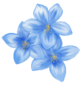 Blume blau