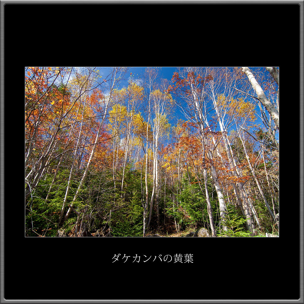 Gallery_7