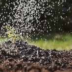 water-falling-plant_edited.jpg