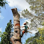 preventivo-abbattimento-alberi-4.jpeg