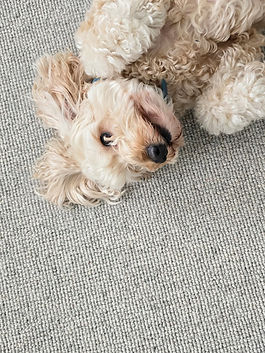 Wool Carpet Flooring Loop Pile