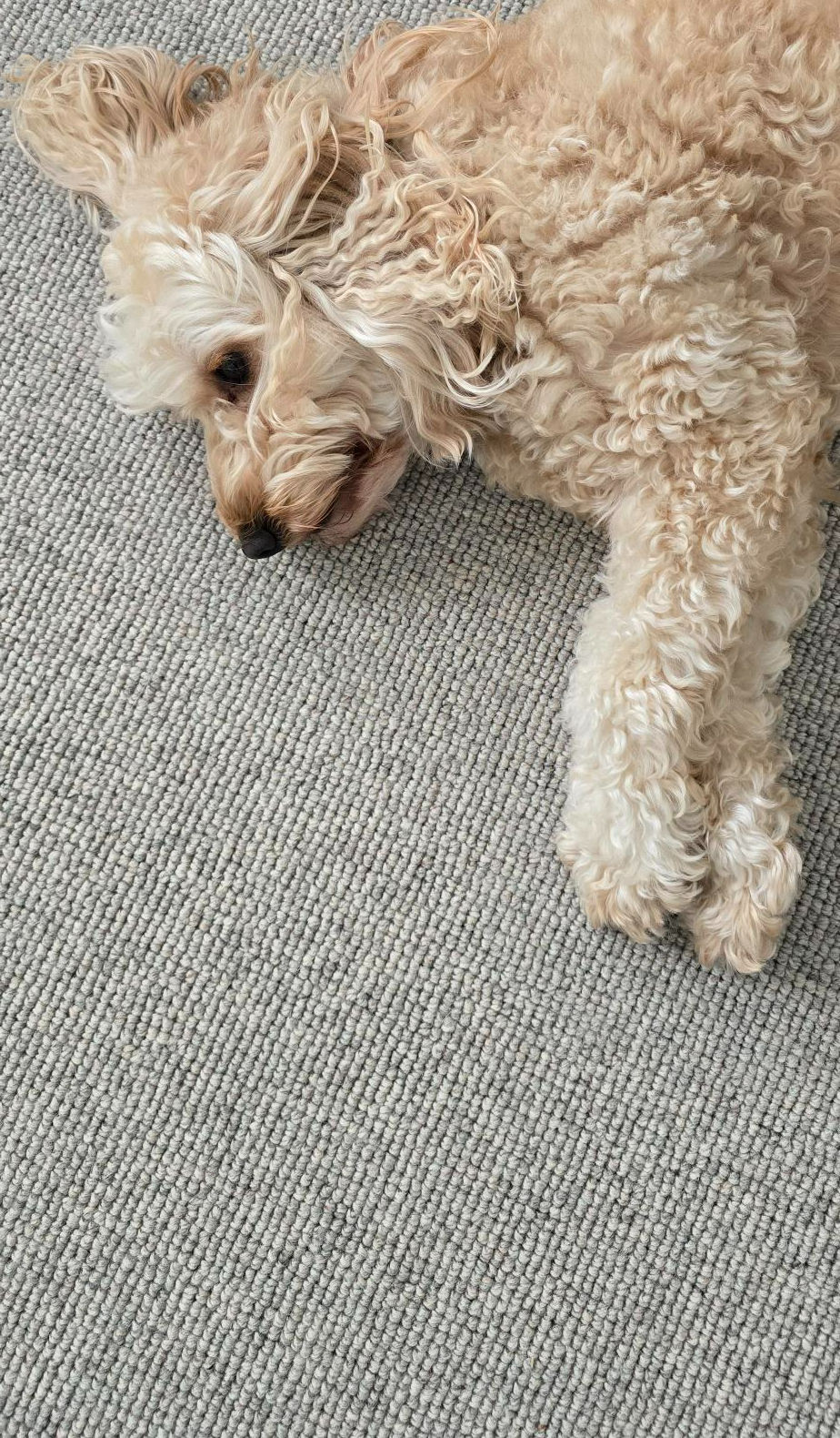 High angle view of a wool carpet in a pet-friendly living room