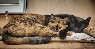 gatos relajados