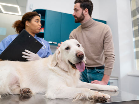 ¿Esterilizar o no esterilizar a mi perro o gato? Beneficios, riesgos y como decidir