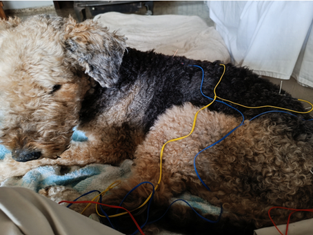 Acupuntura en perros mayores con insuficiencia cardíaca, renal y artrosis: el caso real de Olette