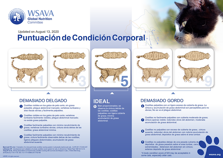 scORE PESO GATO