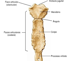 Anatomia do Tórax: Um Guia Completo