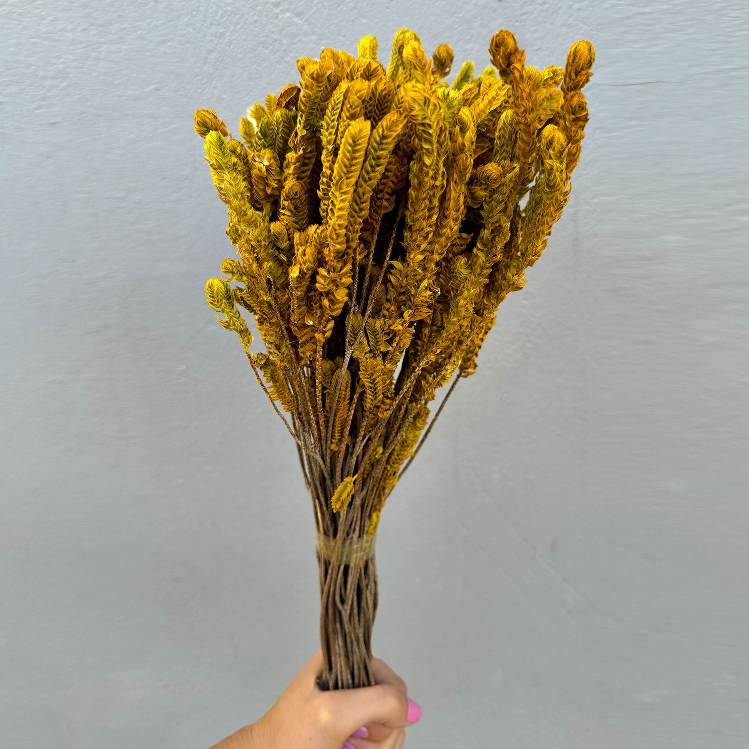 Capim Verde e Amarelo