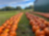 Pumpkins.jpg