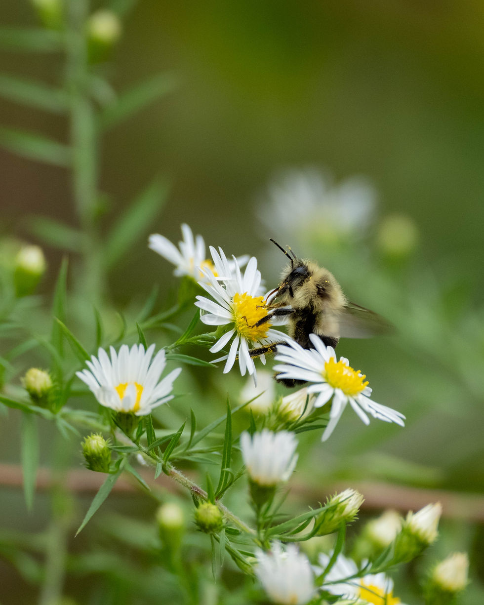 Common Eastern Bumble Bee