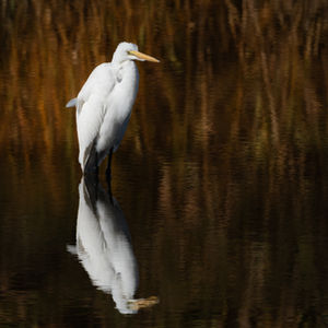 EGRETS