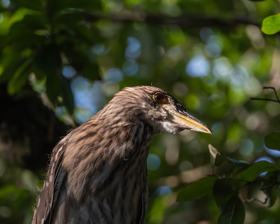 Juvenile Black Crowned Night Heron