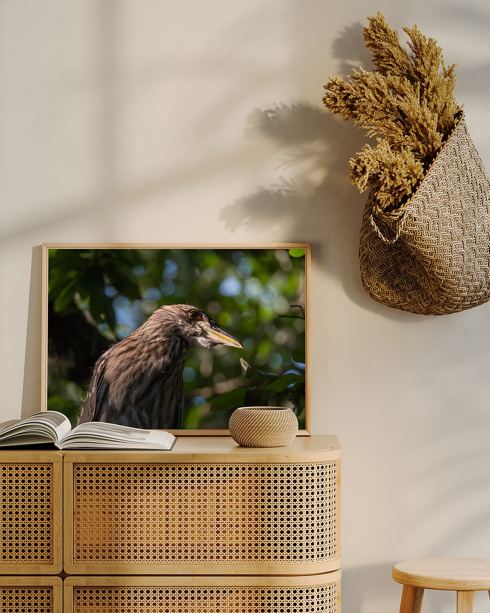 Juvenile Black Crowned Night Heron