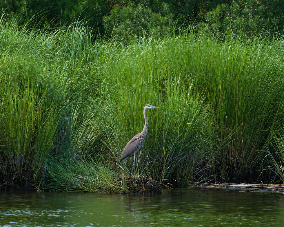 Great Blue Heron