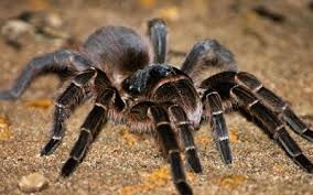 Aranhas