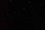 Glowworms in Waitomo Caves