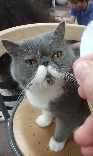 A British shorthair cat in a cat cafe