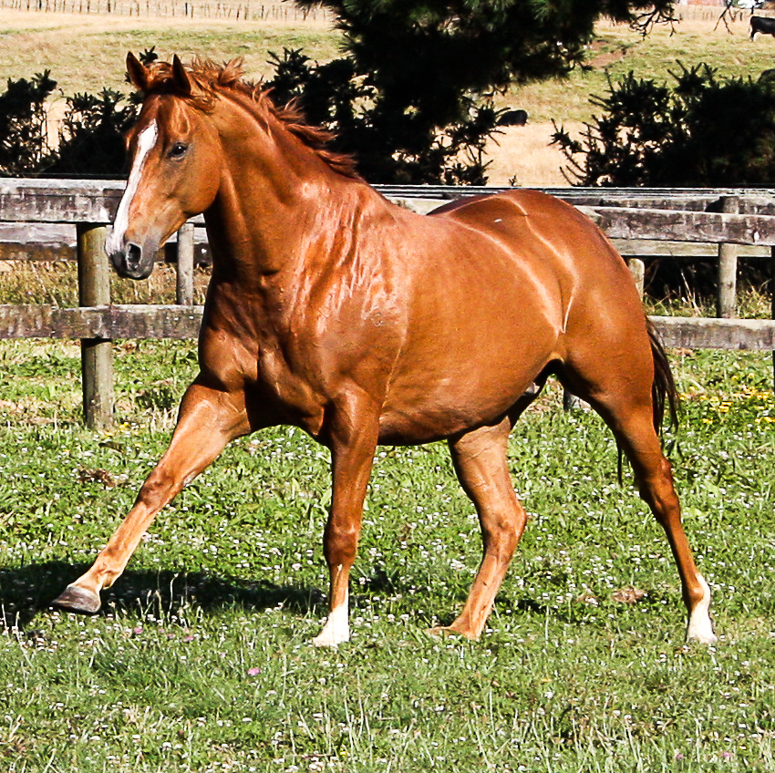 MAGNESIUM DEFICIENCY Equine Nutritional Supplements and Topicals