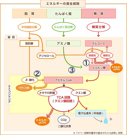 エネルギー代謝経路.png