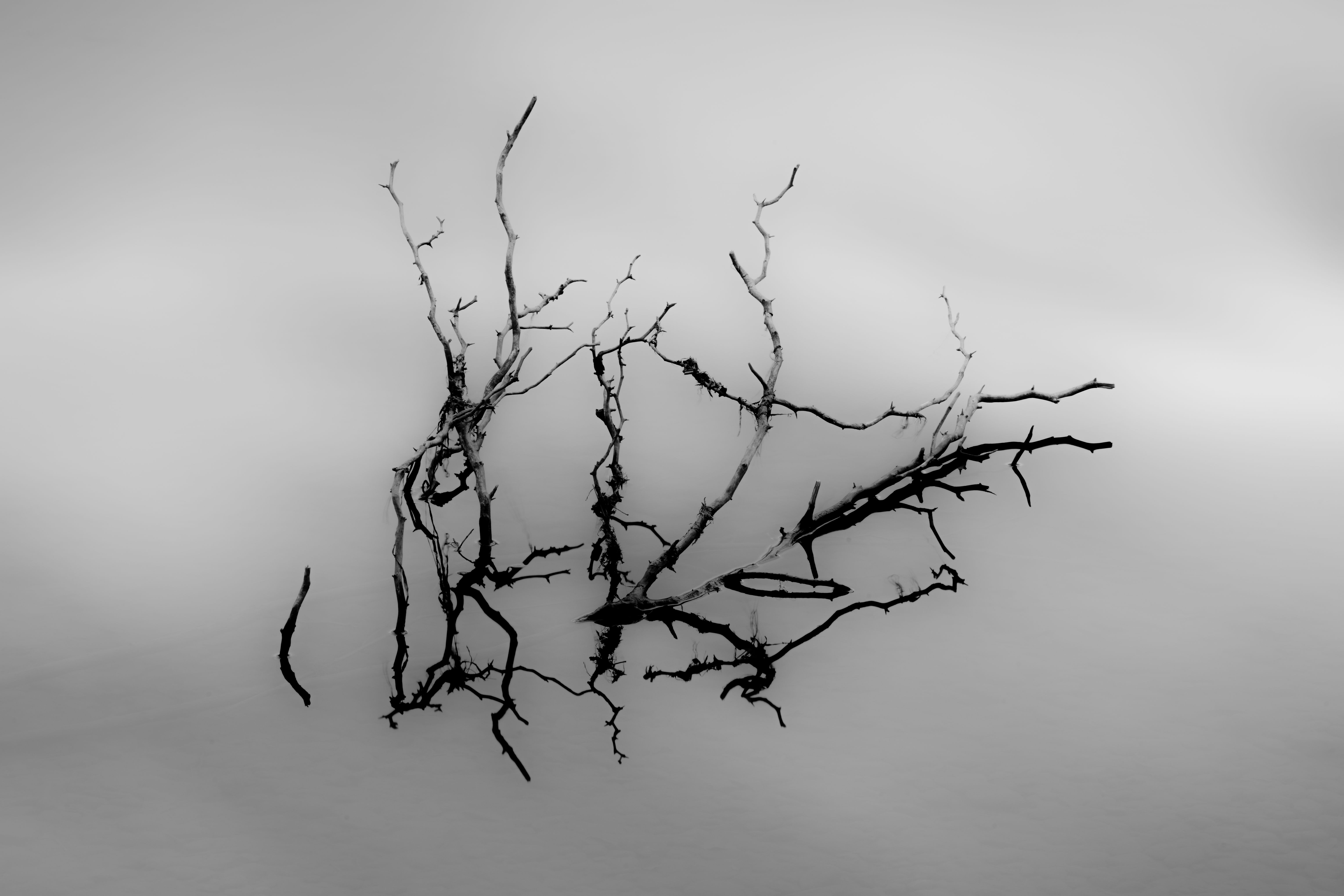 Branches in Fog