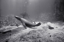 Sea Lion, Santa Barbara Island (SC-3000)