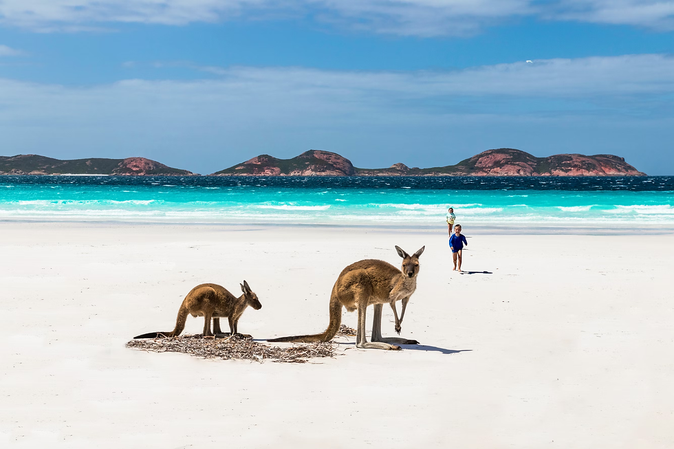 brown-deer-on-white-sand-beach-during-daytime