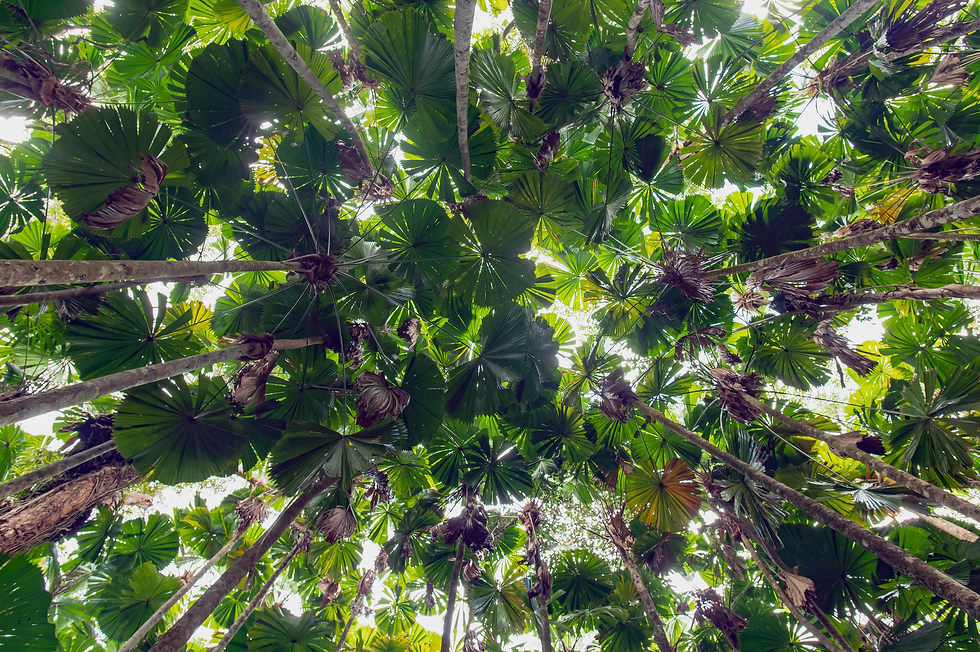 a-bunch-of-green-bananas-hanging-from-a-tree