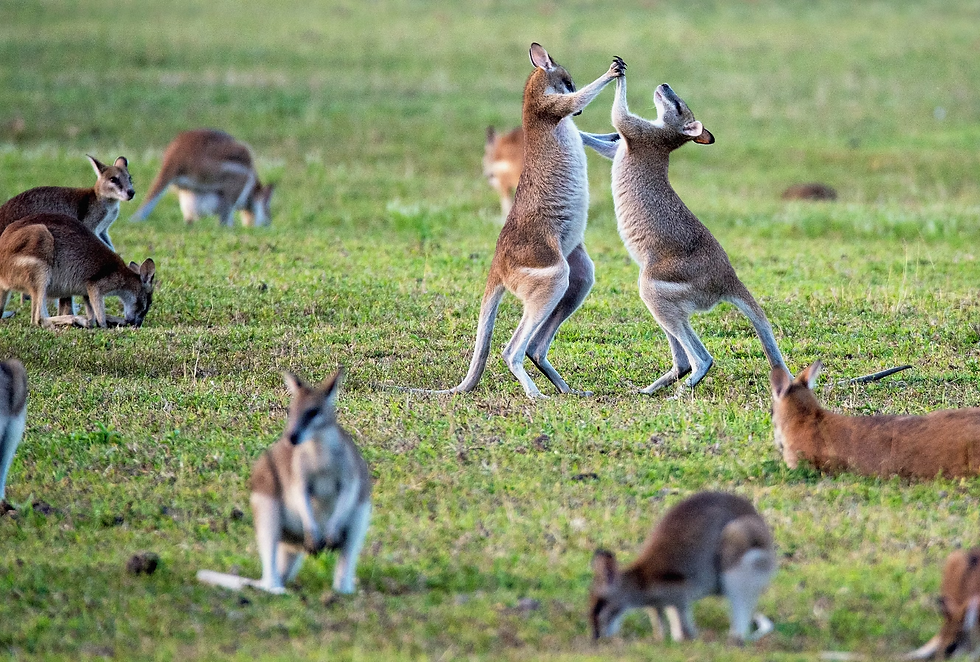 kangaroos-on-grass-field