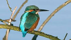 frampton_marsh.jpg