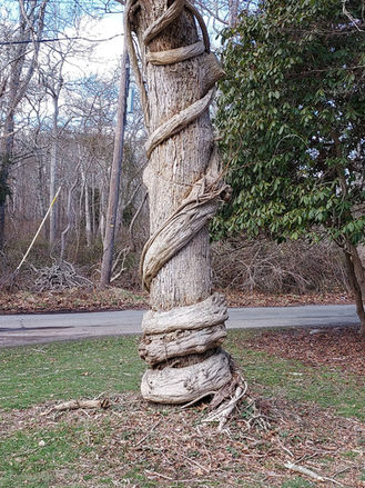 Ma's House Territory Photo