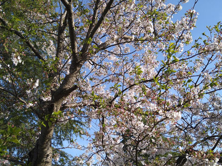 🌸が散り始めて