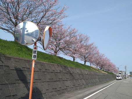天気が良く桜が咲き始めました🌸