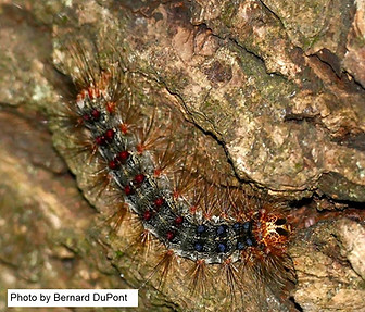SpongyMothCaterpiller by Bernard Dupont.jpg