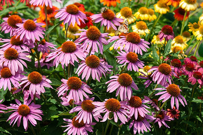 native-plants-for-your-michigan-garden-1