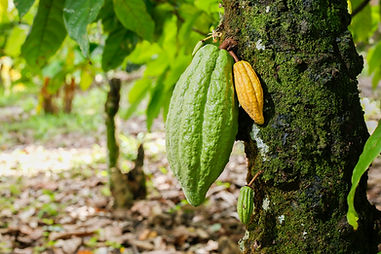 fruits-of-the-cacao-plant-in-traditional-cultivat-2026-01-06-10-34-36-utc.JPG