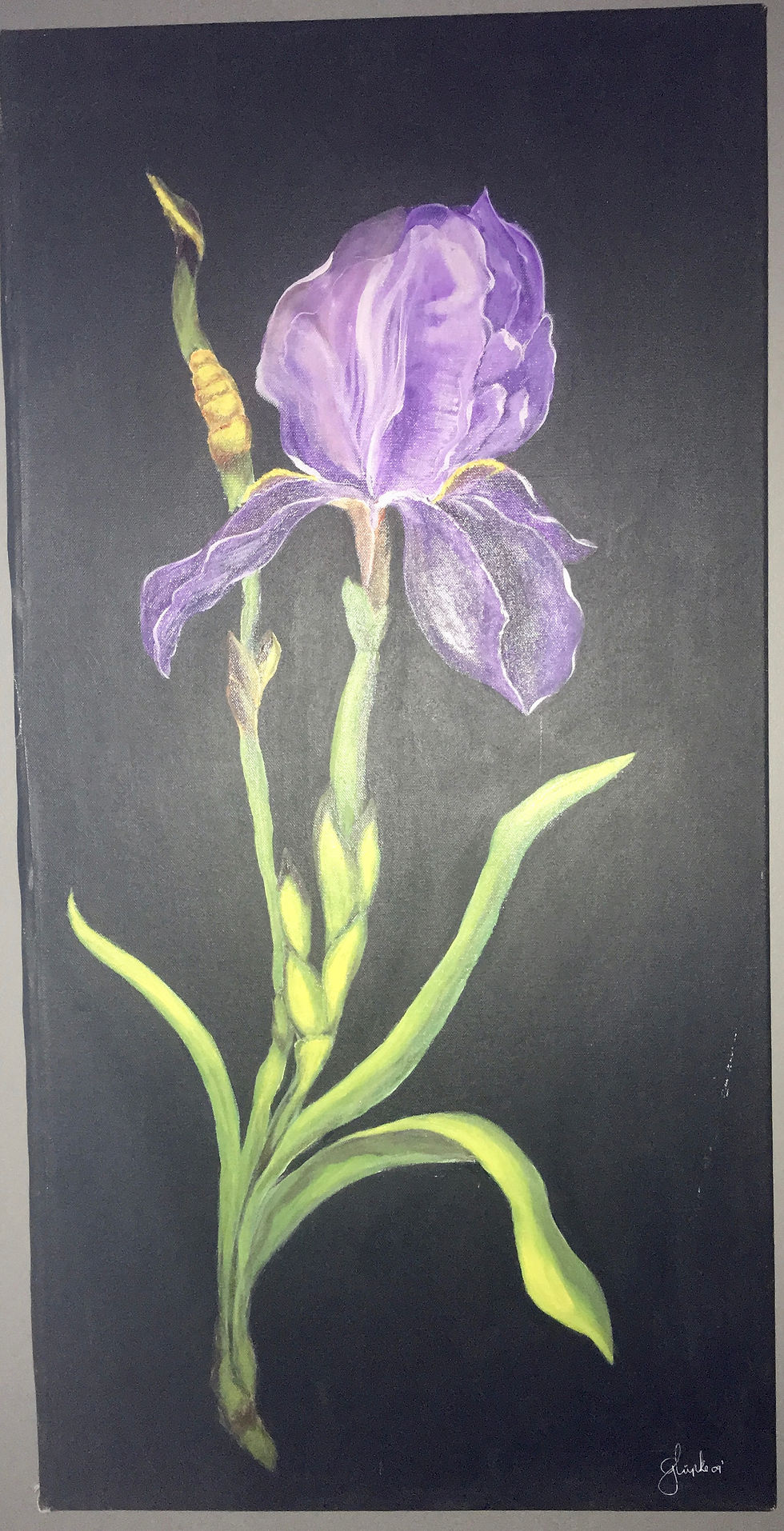 Iris 2