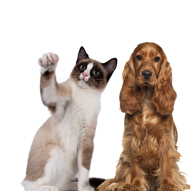 Coloré Moderne Photo Adoption chien Publication Instagram (2).png