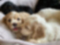 IMG_8222.jpeg