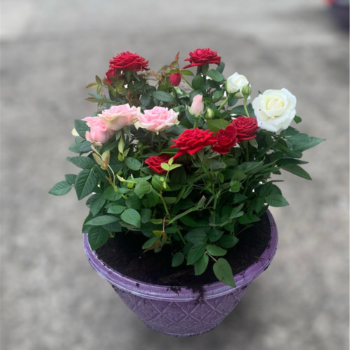 Potted Roses Planter Garden of Edenmore