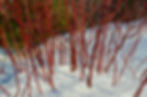 Winter landscaping