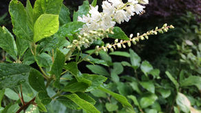 Sweetly scented August air