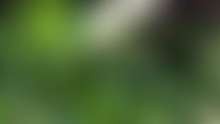 Sweetly scented August air