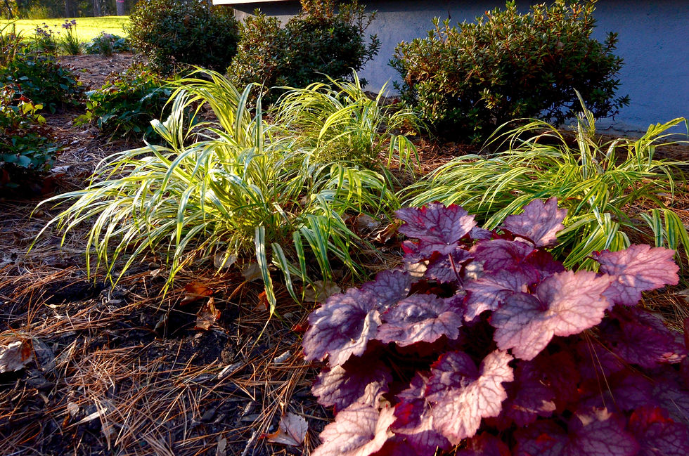 Colorful foliage