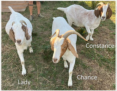 The Goats.jpg
