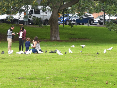 DPS Submission re Skatepark RBYF