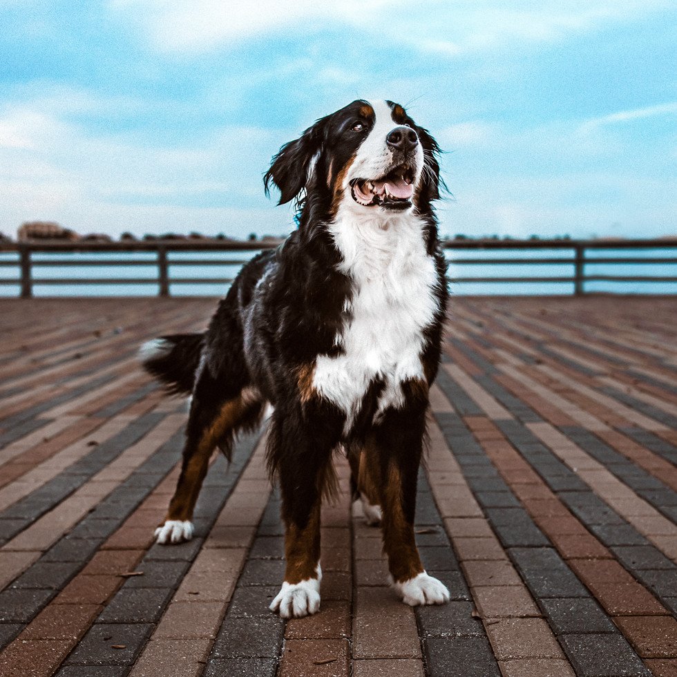 F0430396-ED99-458B-ABAF-7A4FDB51E945.jpeg